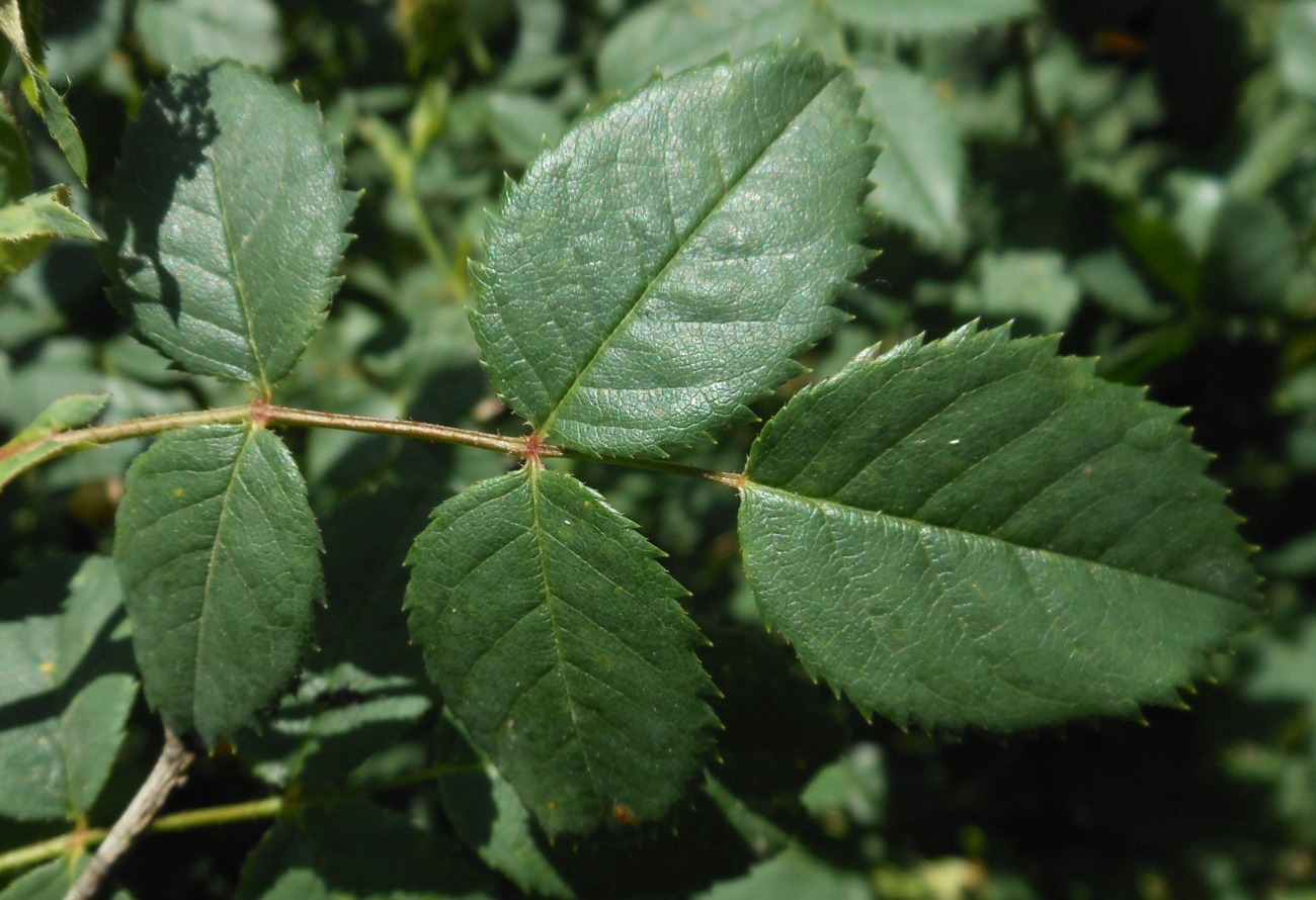 Rosa squarrosa / Rosa pustolosa